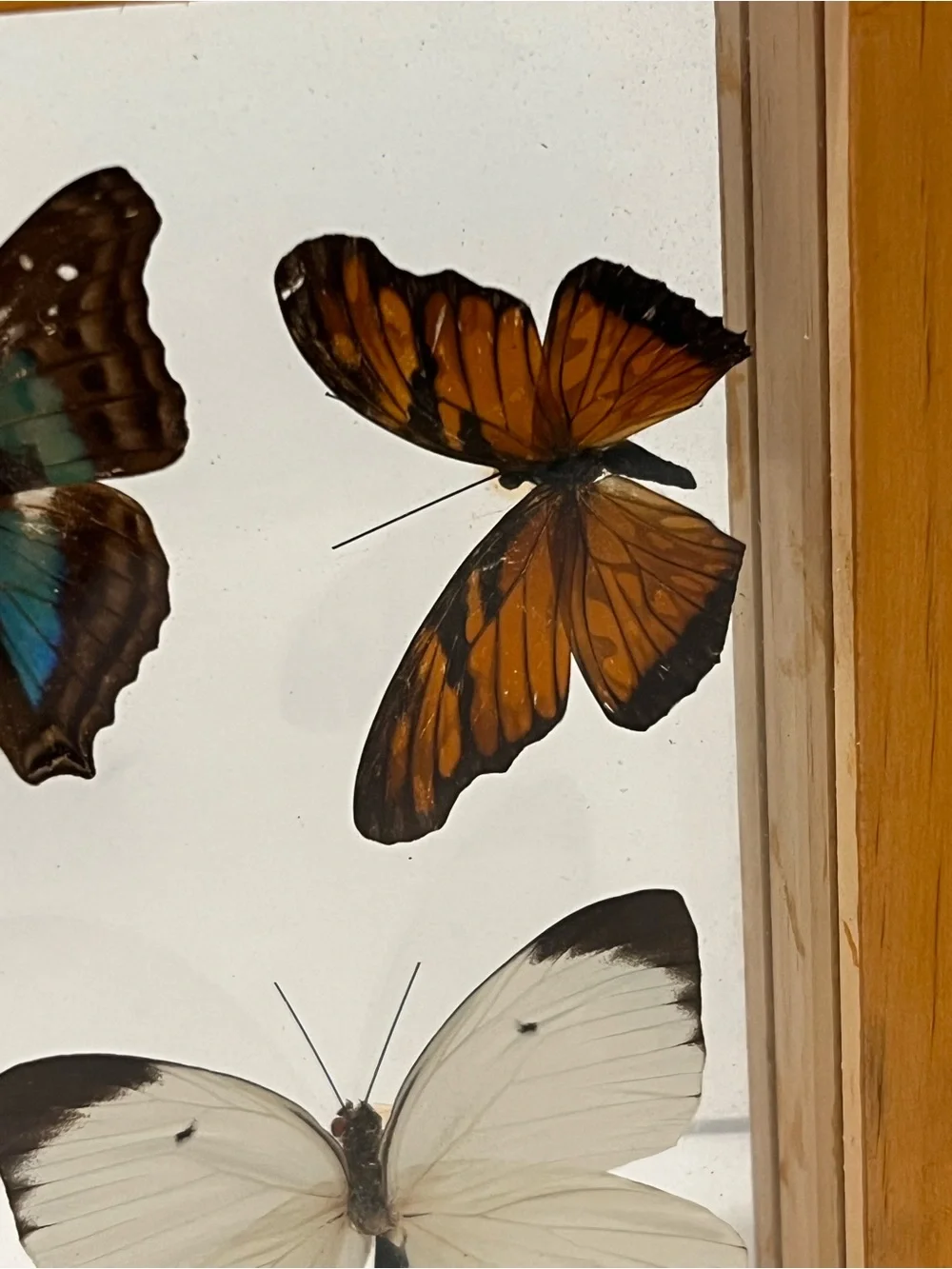 Rare 5 Real Butterflies in Wooden Box Between Glasses Wall Hanging 7.75”-6.75”